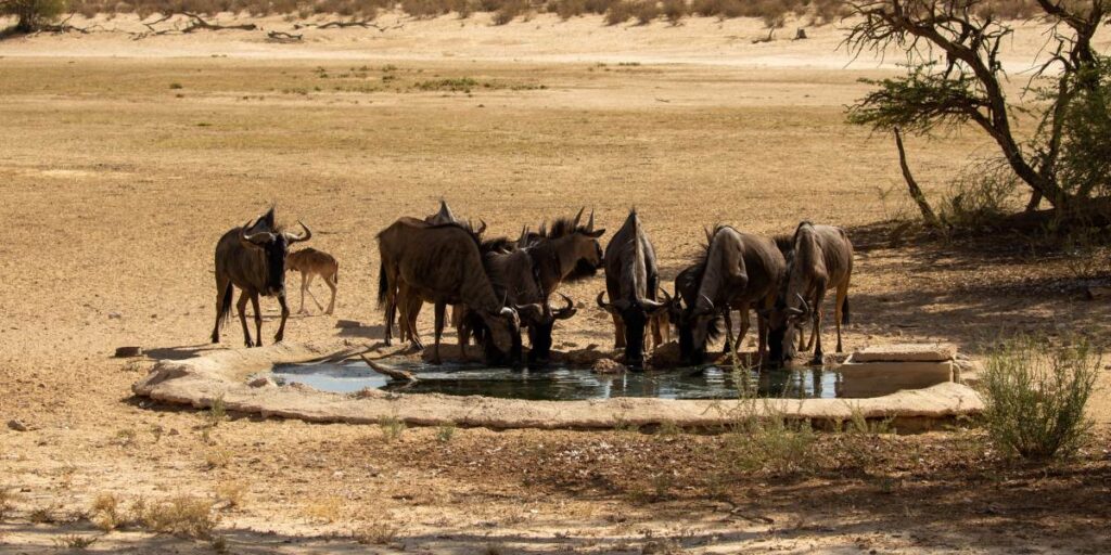 Tiere am Wasserloch