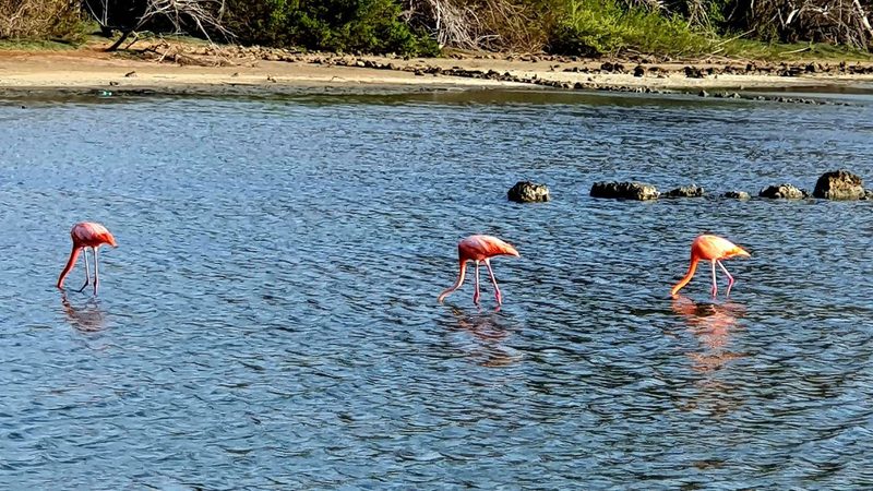 Flamingos in einer Lagune auf Curaçao