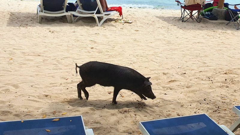 Wildschwein am Strand Curaçao